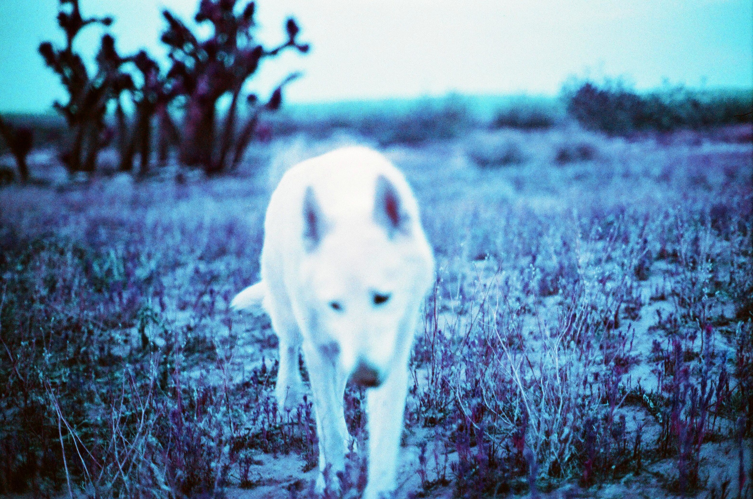 mowglis white wolf dogsmall.jpg