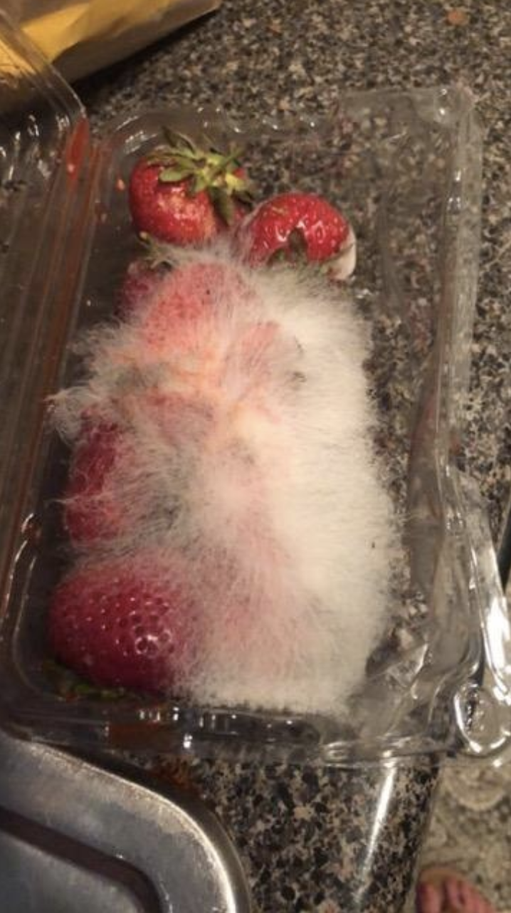 My project manager recently sent me this picture of mold that had engulfed her fresh strawberries overnight