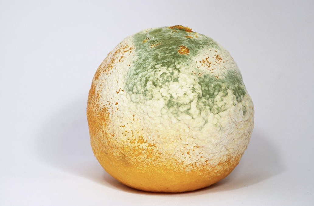 A visible mycelium on the surface of a rotting orange.