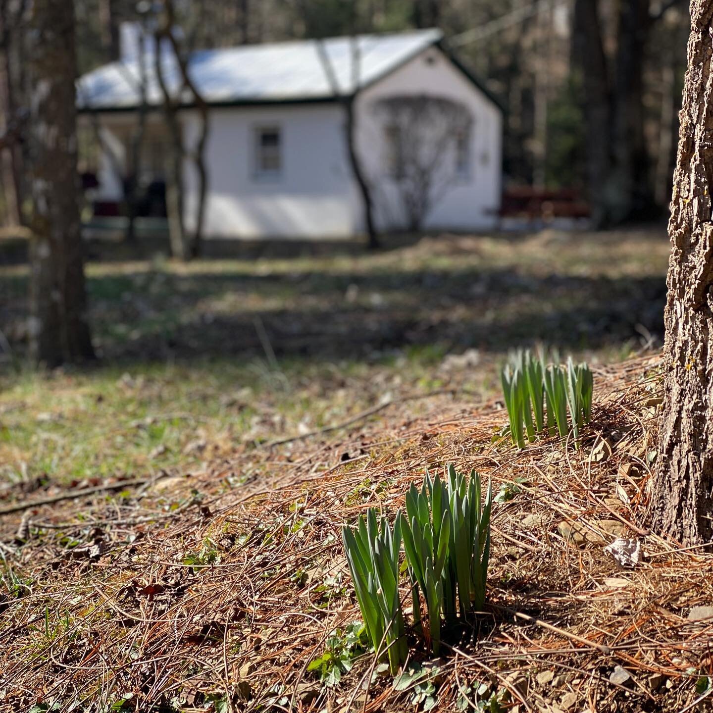 Spring is on the way! @campbearwallow #daffodils #springiscoming #campbearwallow 
#daytonva #unionsprings