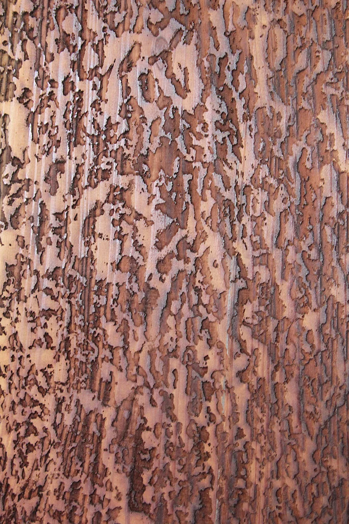 treeprint close.jpg