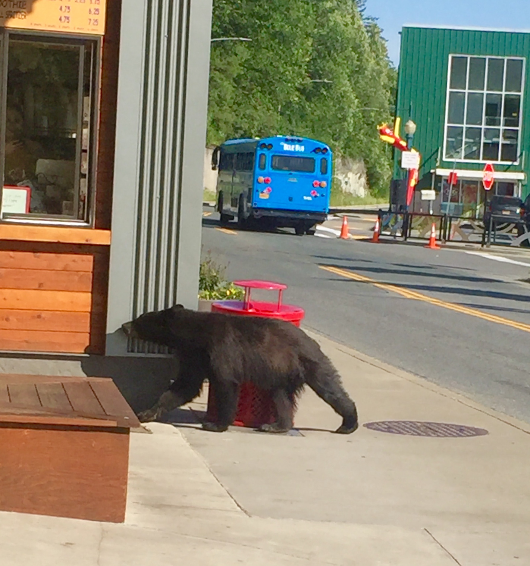 First bear encounter of the season
