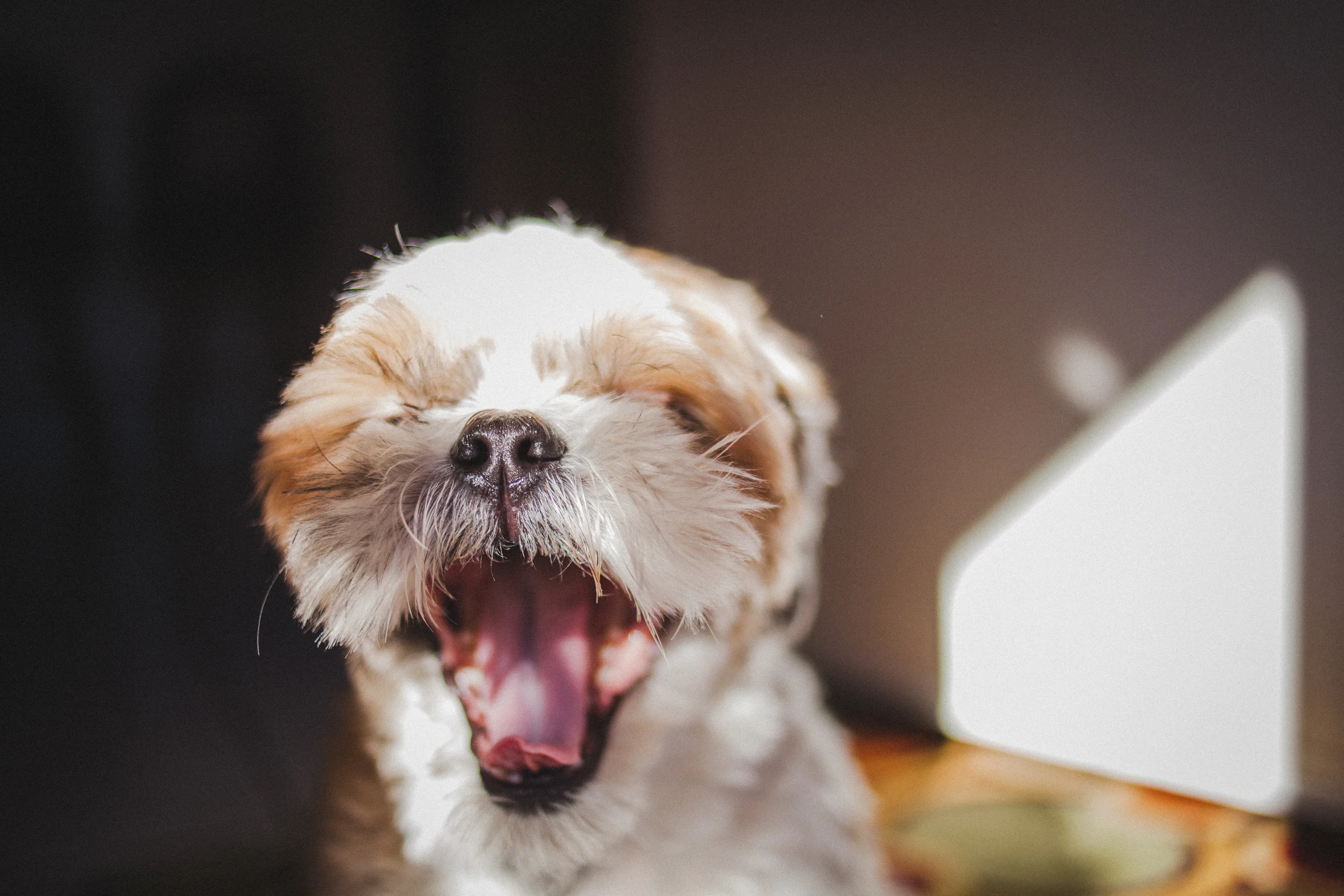 Must be nice to be, Yogi.