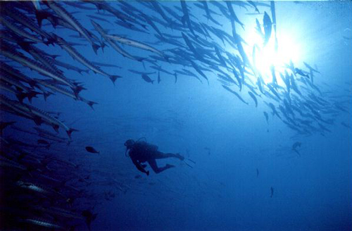 Debbie, scuba diving with Barracuda.