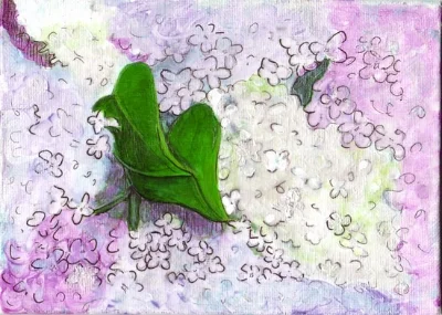 Lilacs From Heaven