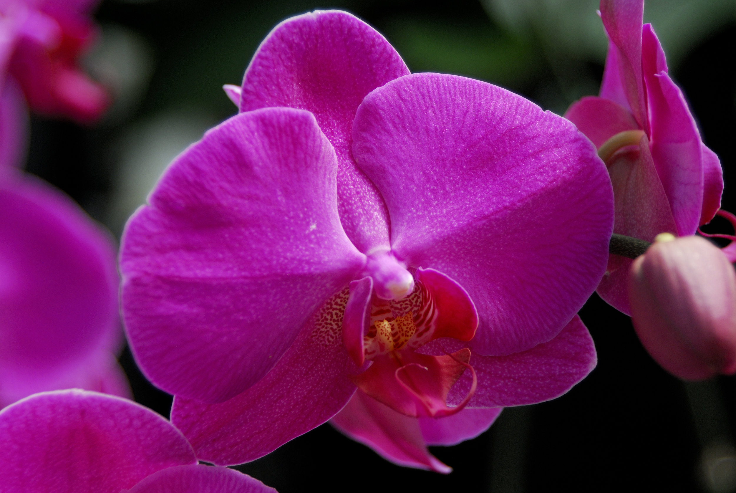 the-pink-orchid.jpg