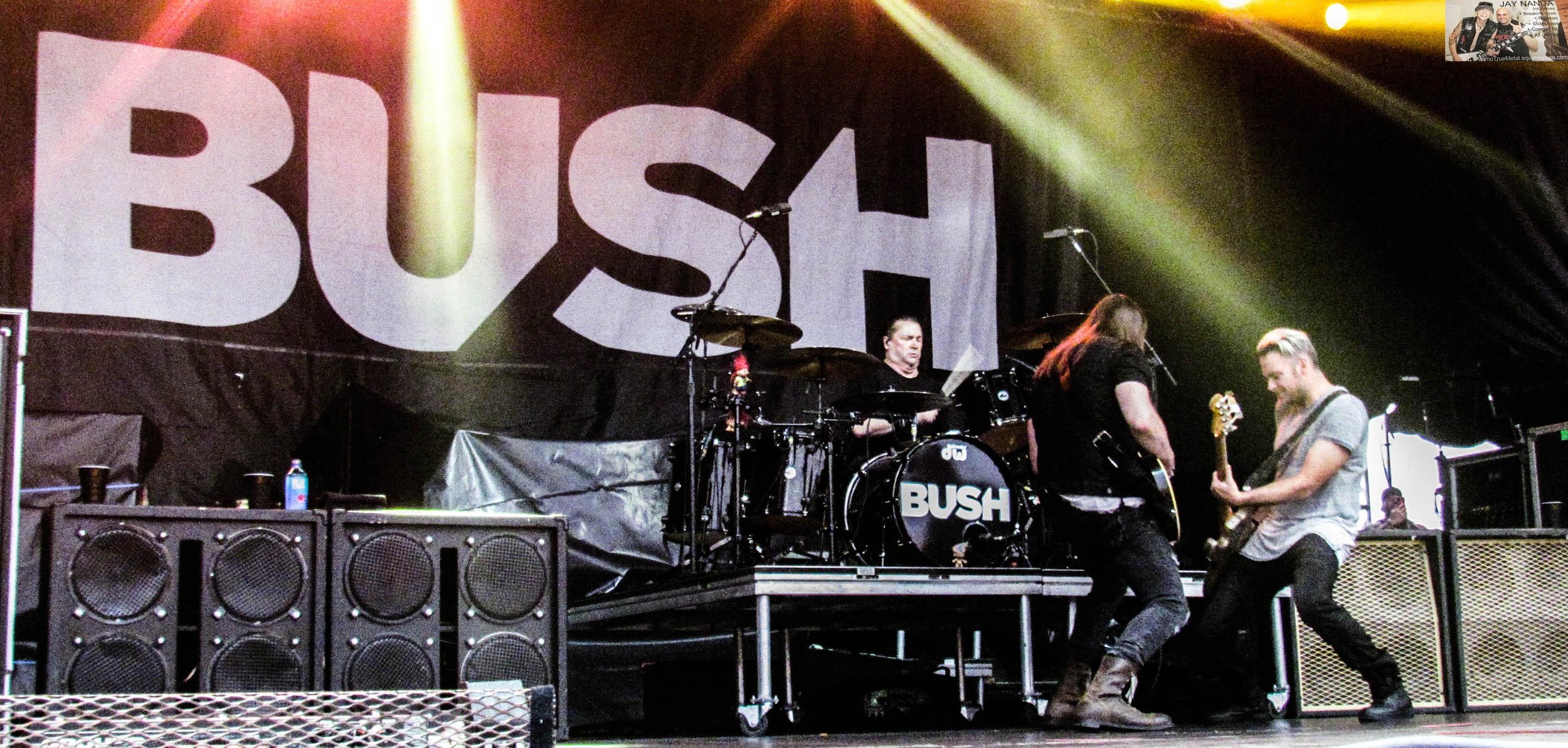 BUSH