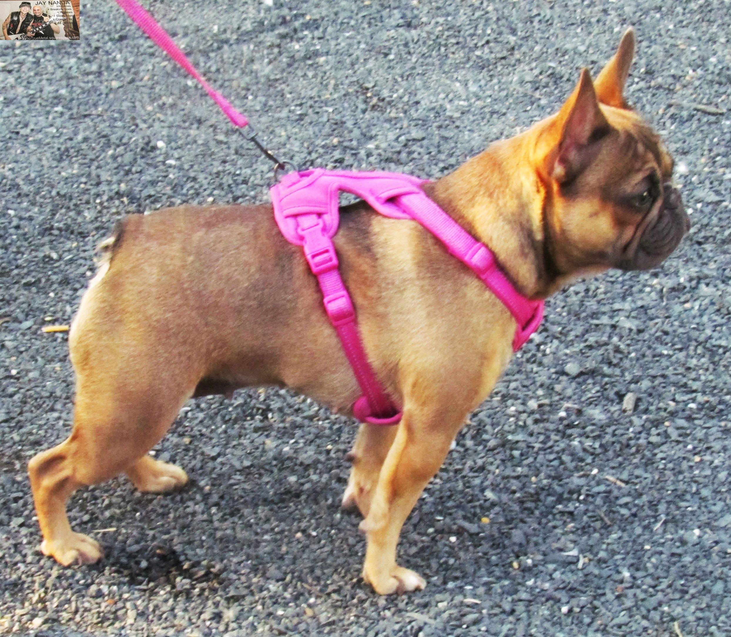  The 20-local band metal event was friendly to fans of all ages, even of the four-legged variety. 