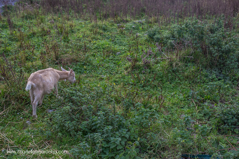 Food on the Edge Oct 2015-8272.jpg
