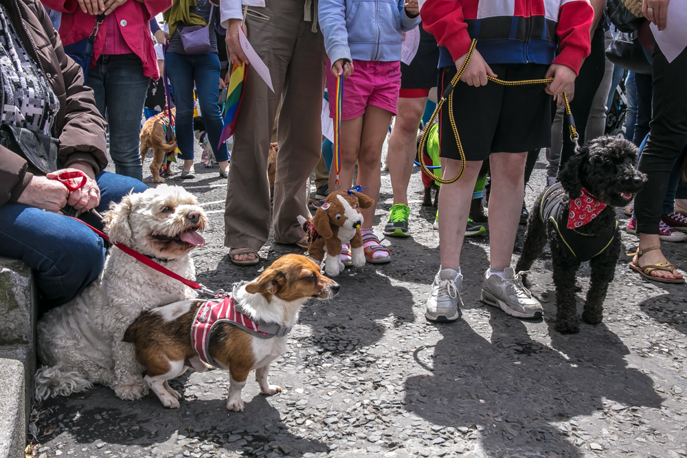 Stoneybatter Festival, woofstock, Dublin 2017