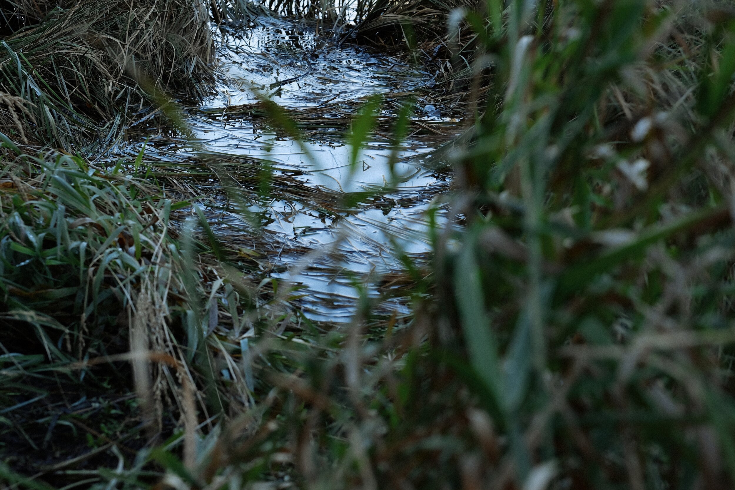 SPEY CANOE SERIES reeds imprint.jpg
