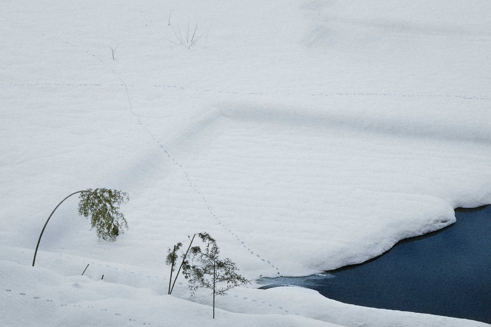 Footsteps-in-the-snow22_STEVE ATKINS PHOTOGRAPHY.jpg