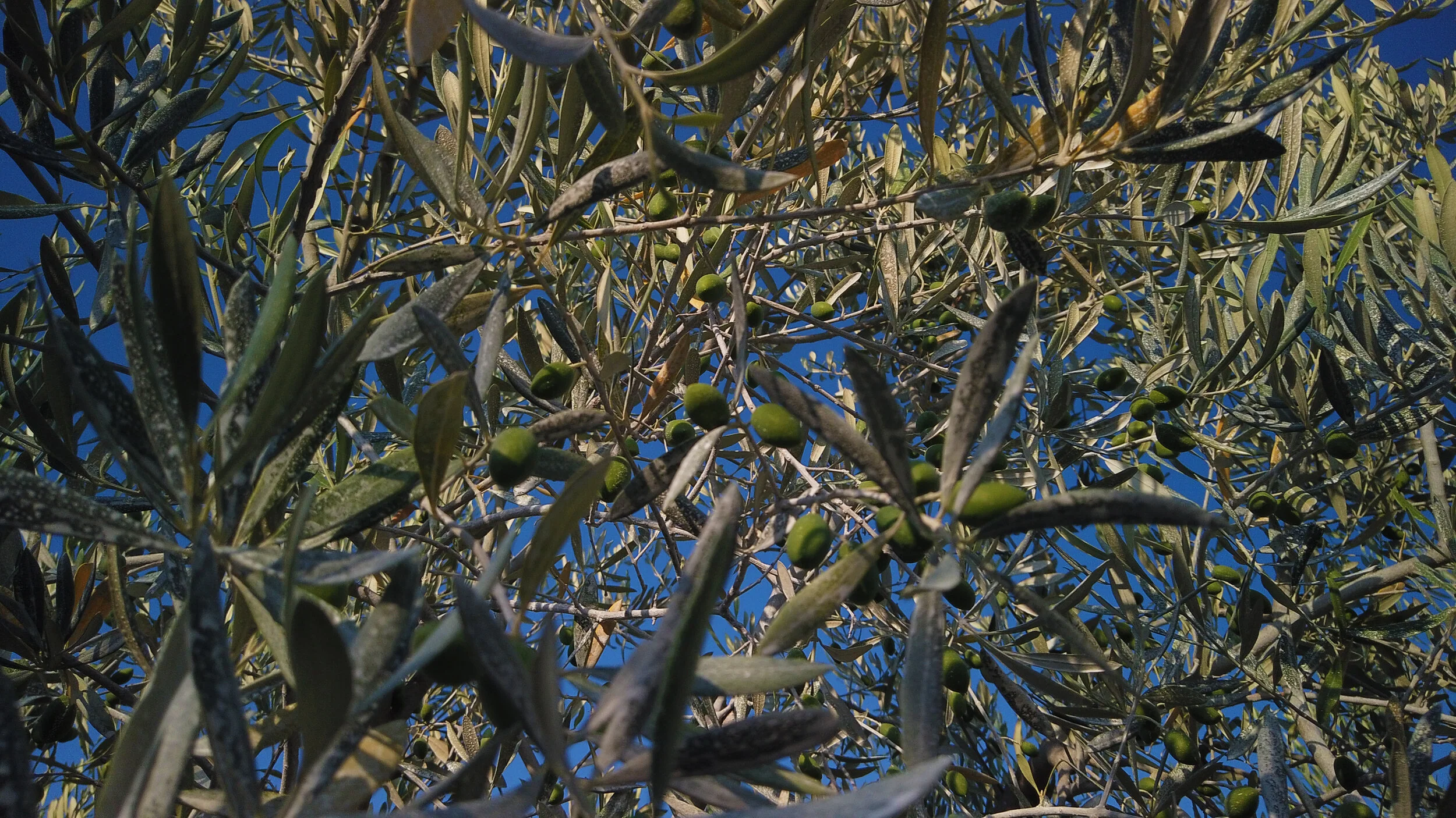 olives page.jpg