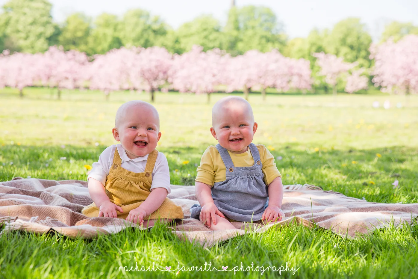 Harrogate Stray cherry blossom family portrait photography