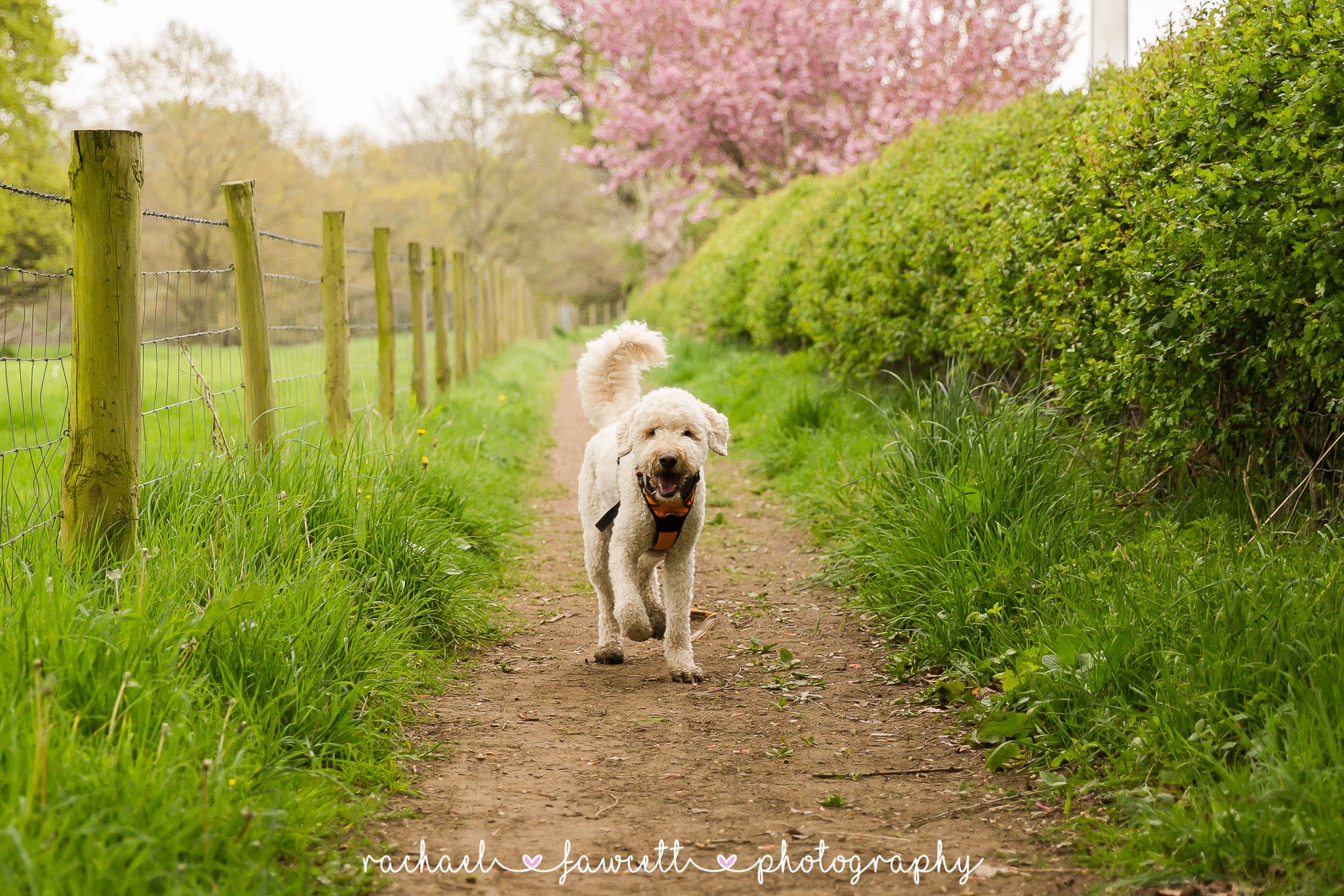 Harrogate-family-and-newborn-photographer-33