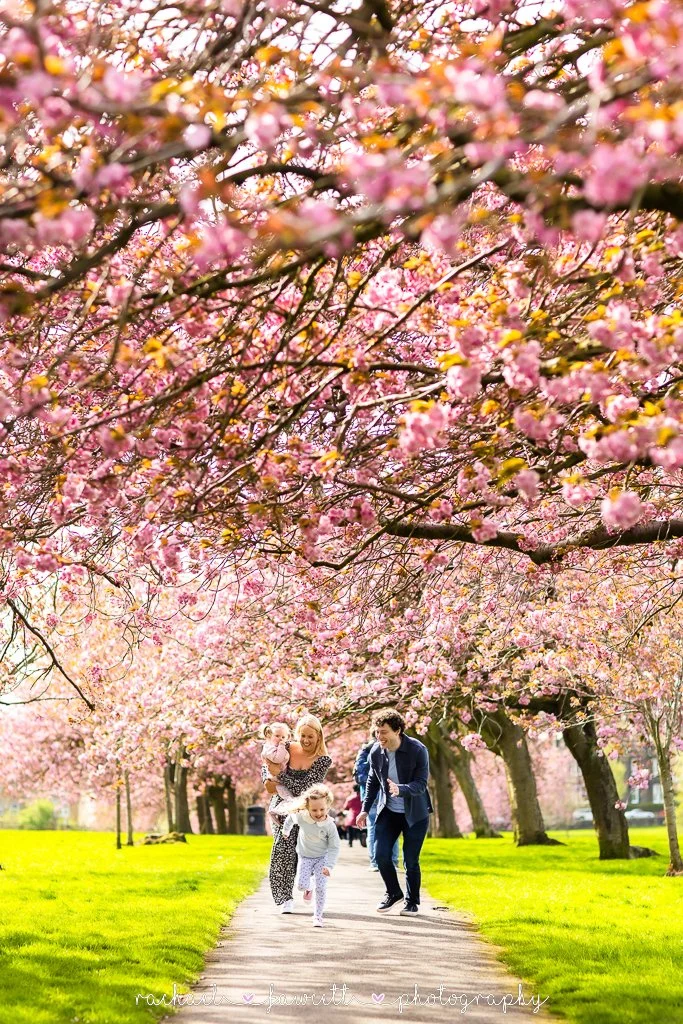 harrogate-cherry-blossom-photographer-4.jpg