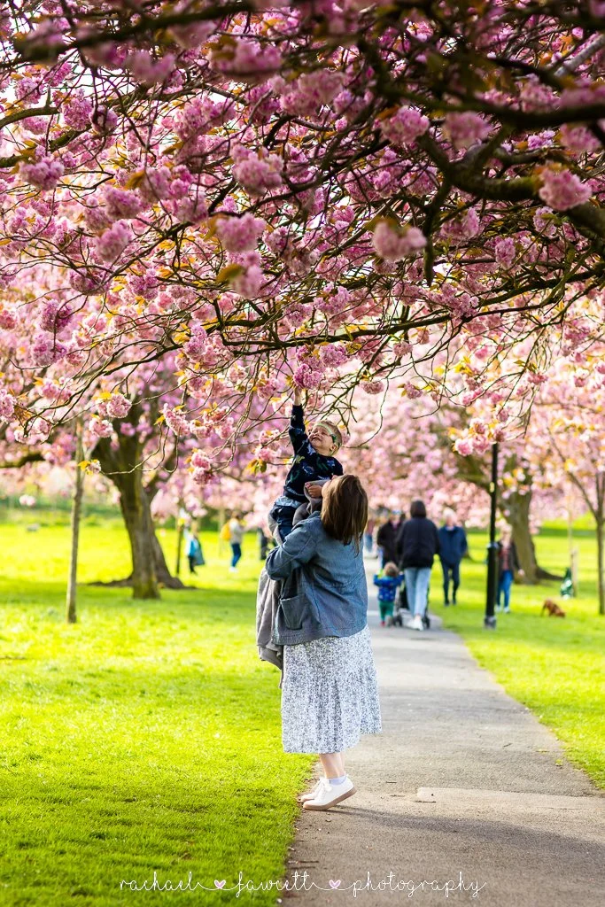 harrogate-cherry-blossom-photographer-16.jpg