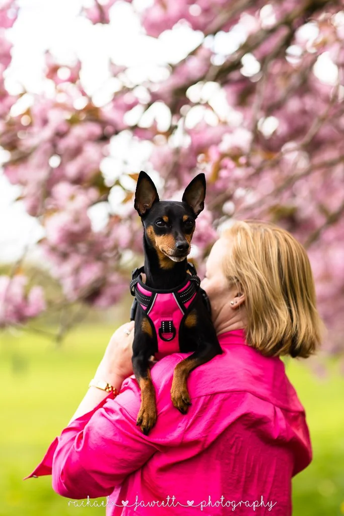 harrogate-cherry-blossom-photography-24.jpg