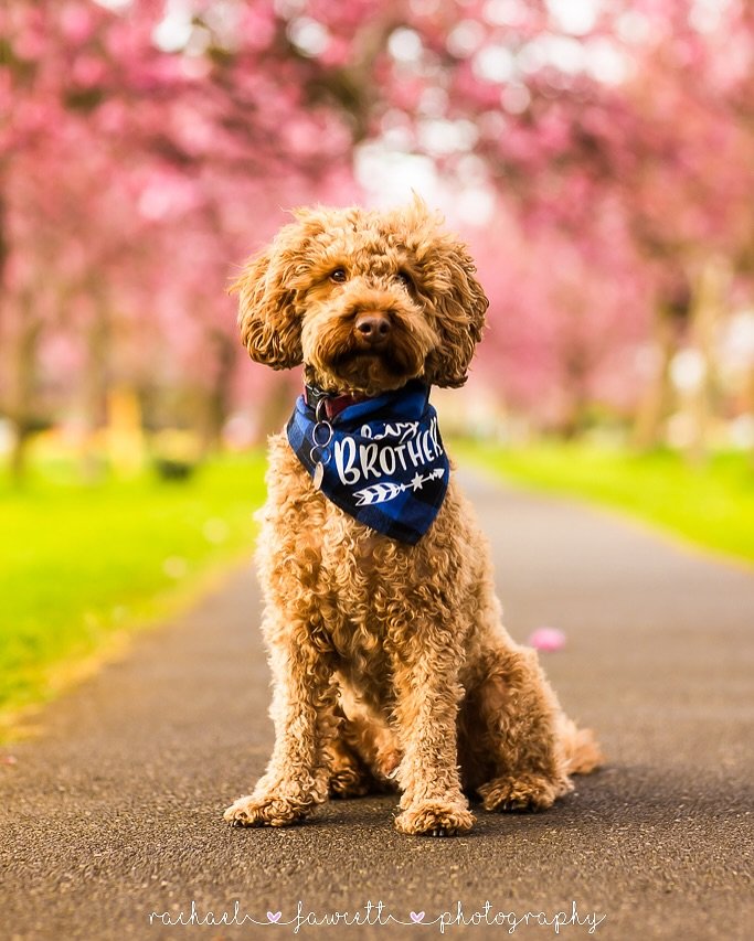 🌼🌸 DOGS  OF  APRIL 🌼🌸

Looking back on April, I felt like it was absolutely necessary to brighten up your day with some photos of the beautiful pooches I had the honour of photographing last month! Dream job 😍

#harrogatedogs #dogsofharrogate #h