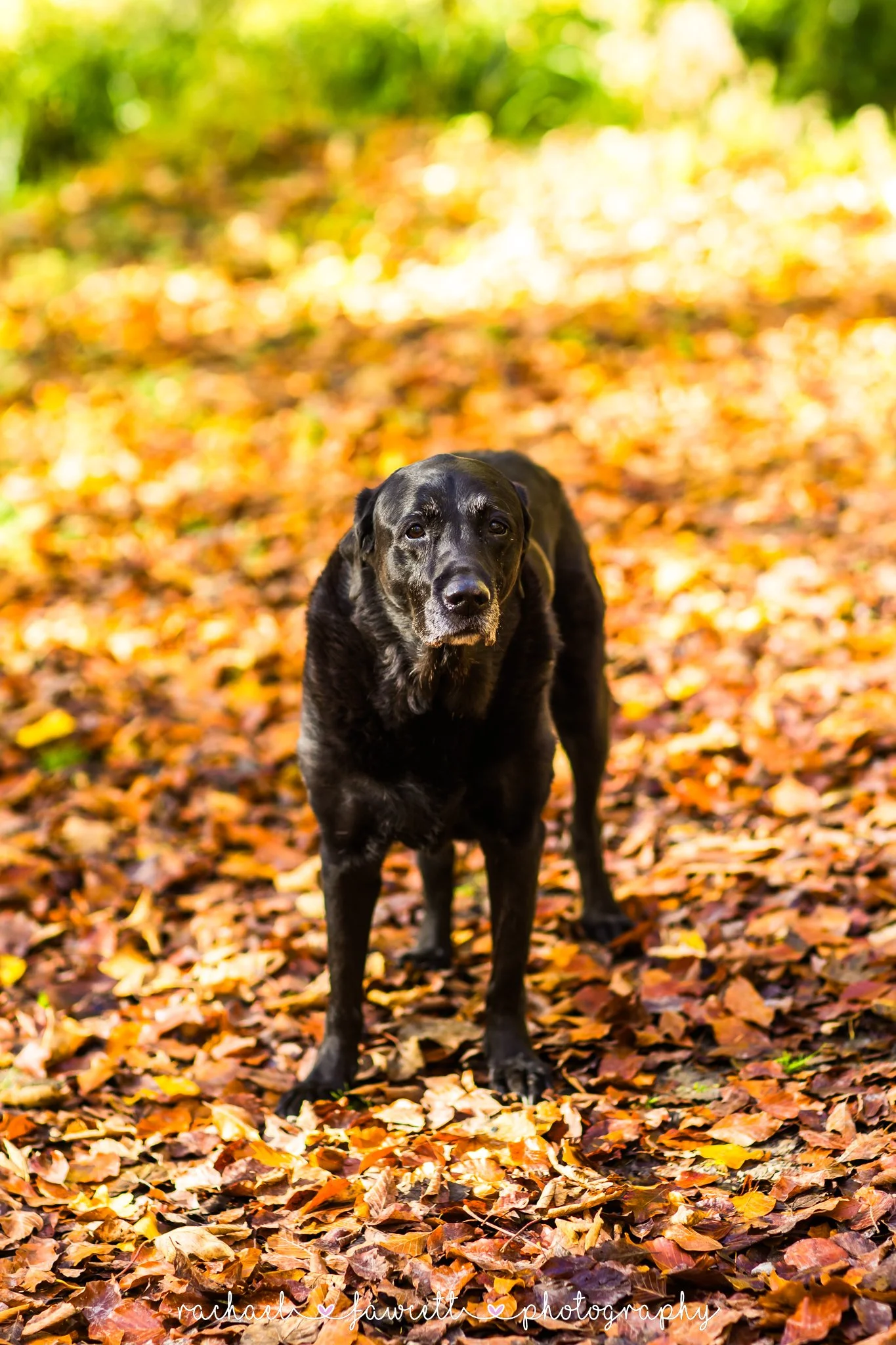 Harrogate-dog-photographers-4.jpg