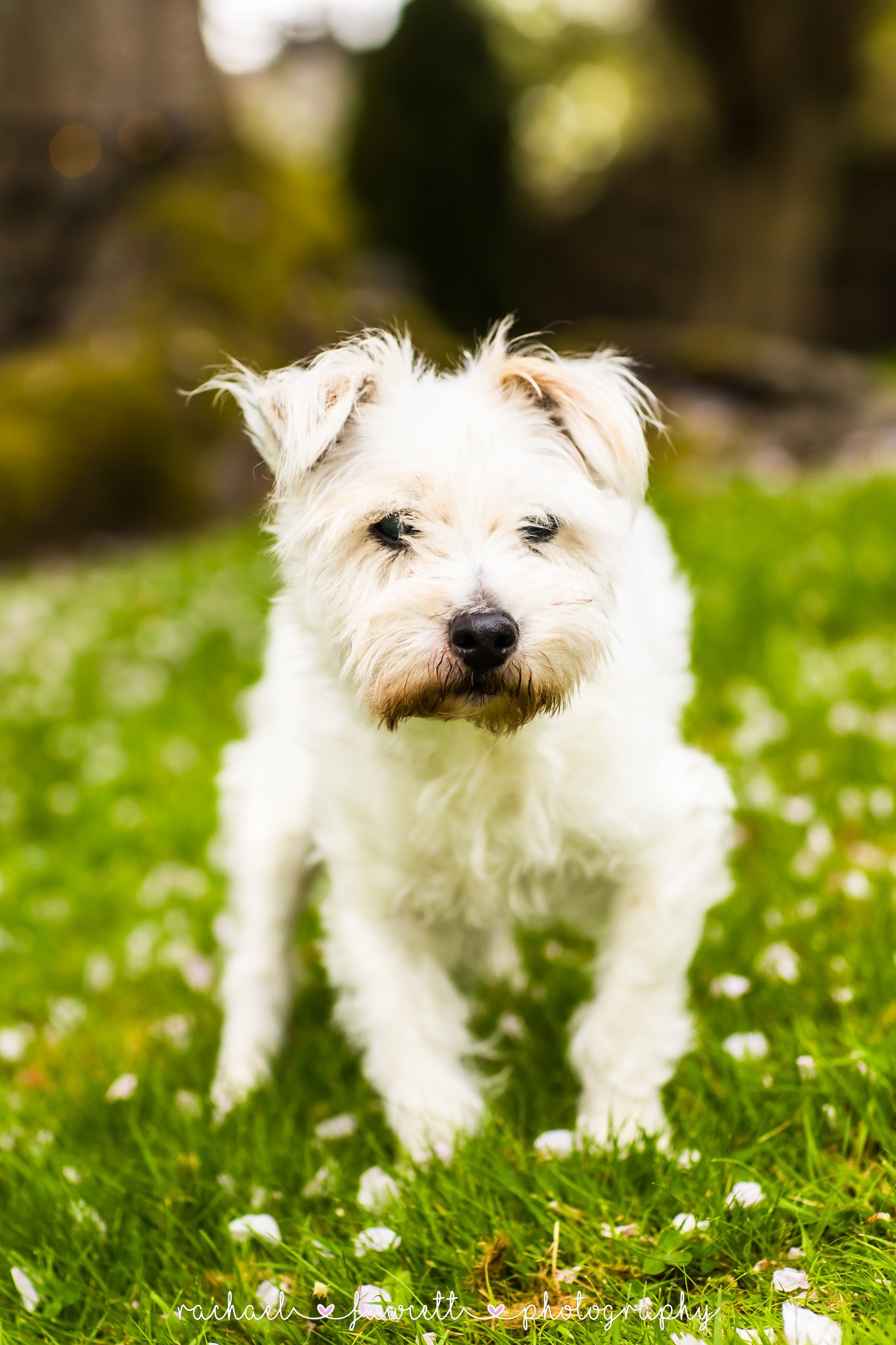 Harrogate-dog-photographers-8.jpg