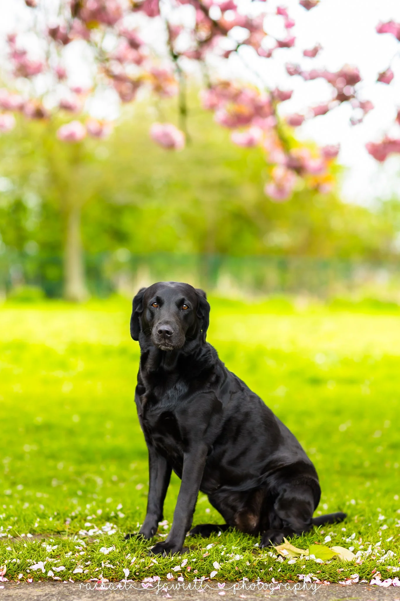 Harrogate-dog-photographers-12.jpg