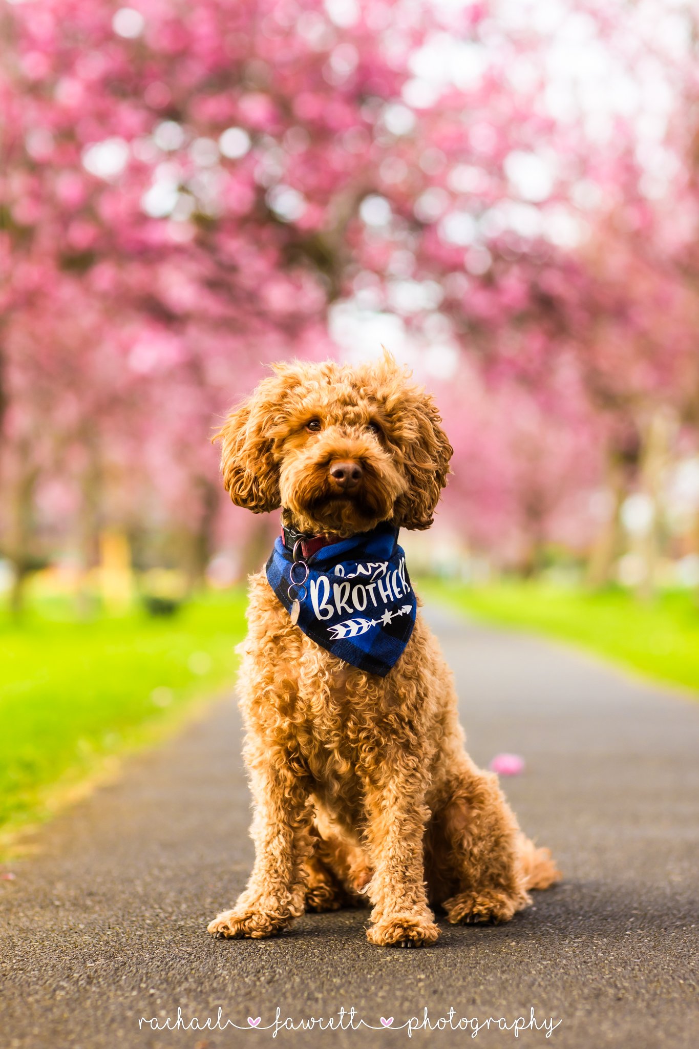 Harrogate Dog Photographer