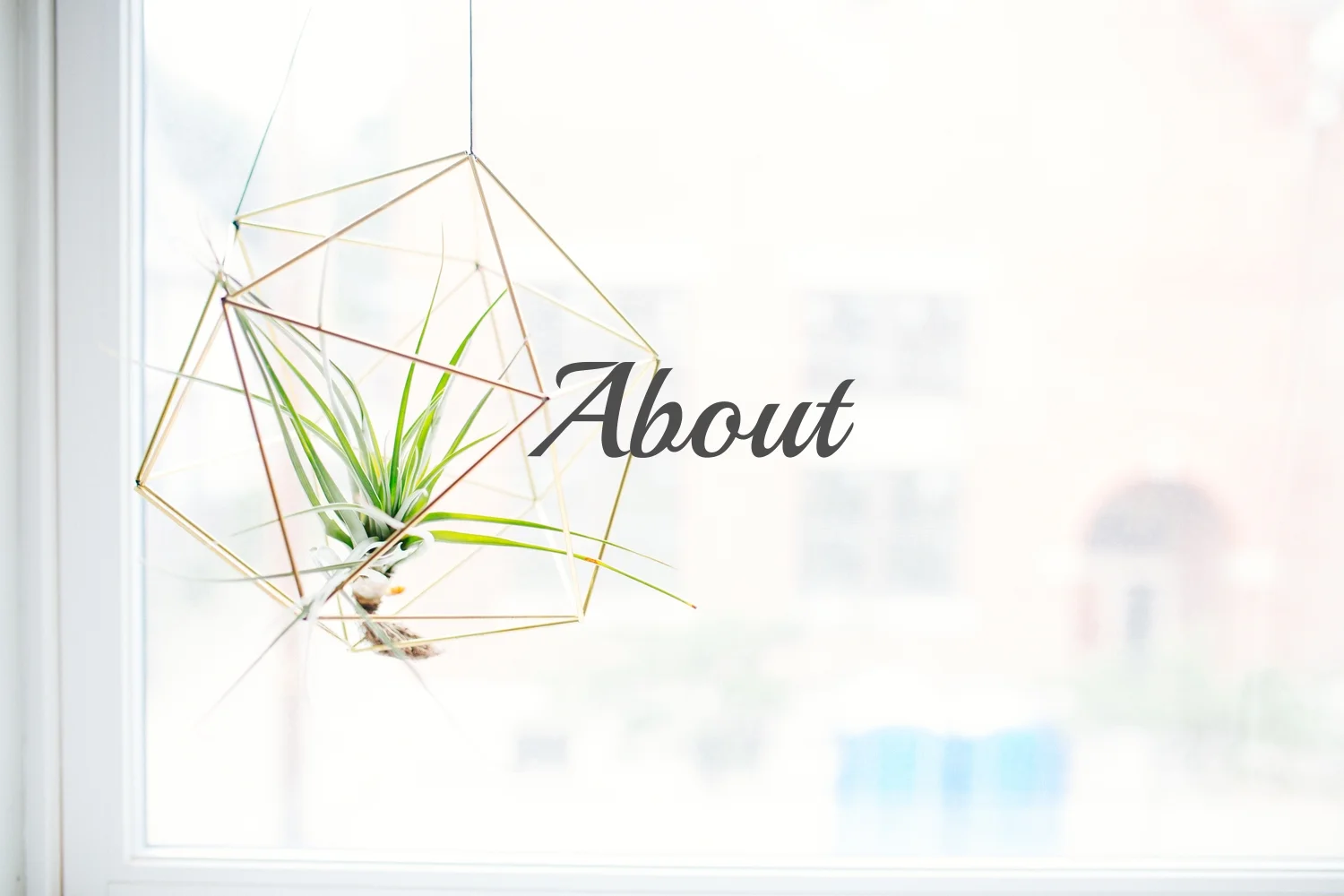spider plant.jpg