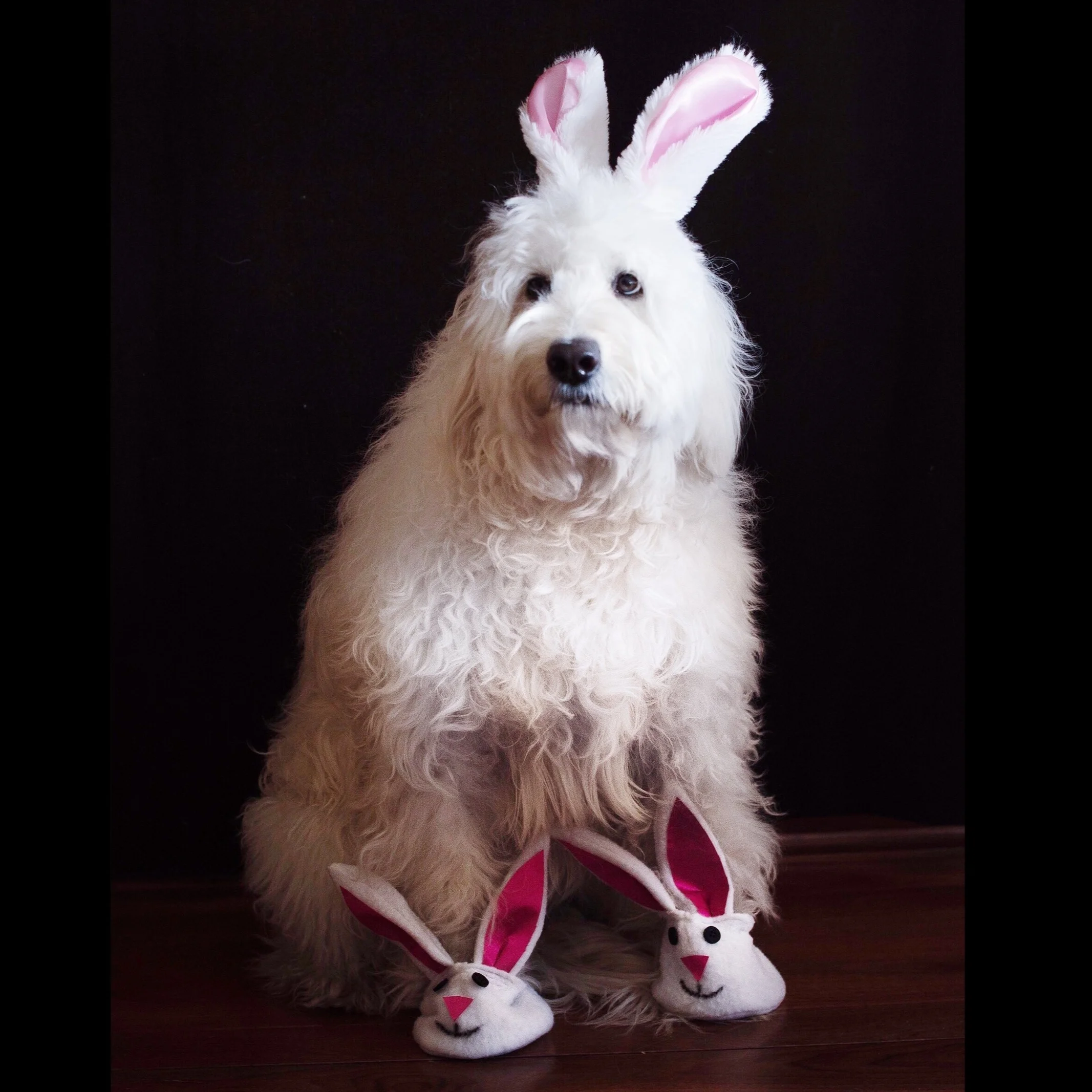 Elle+Rabbit.jpg