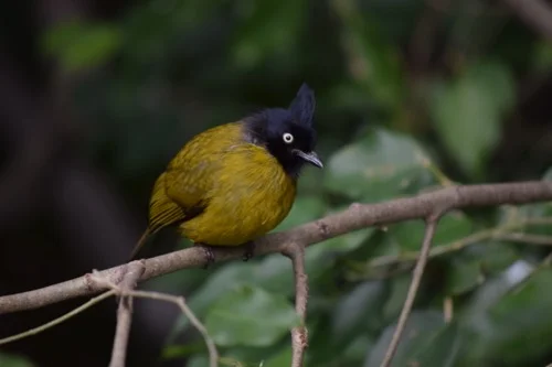 This guy drank way too much coffee.