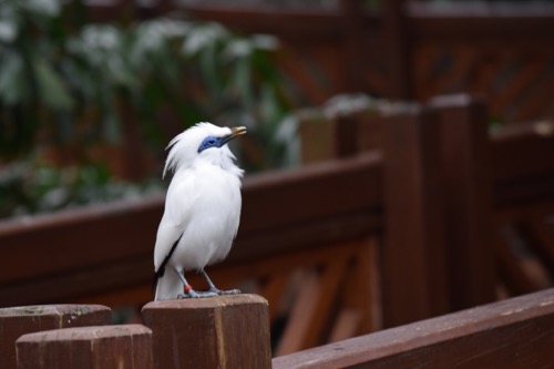 The aviary in Hong Kong park was a great place to practice some photography.