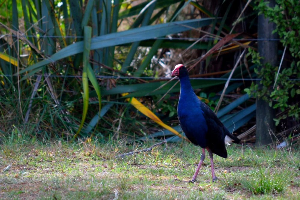 A Pakahe posing for the camera.