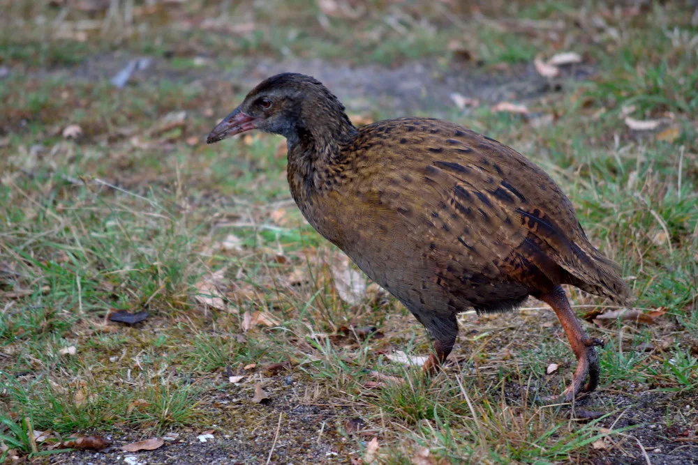 The Weka kind of remind me of a chicken.