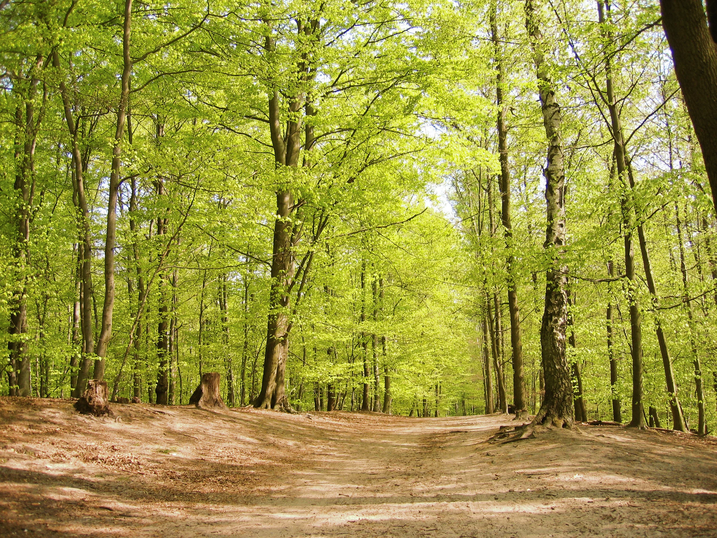 forrest.jpg