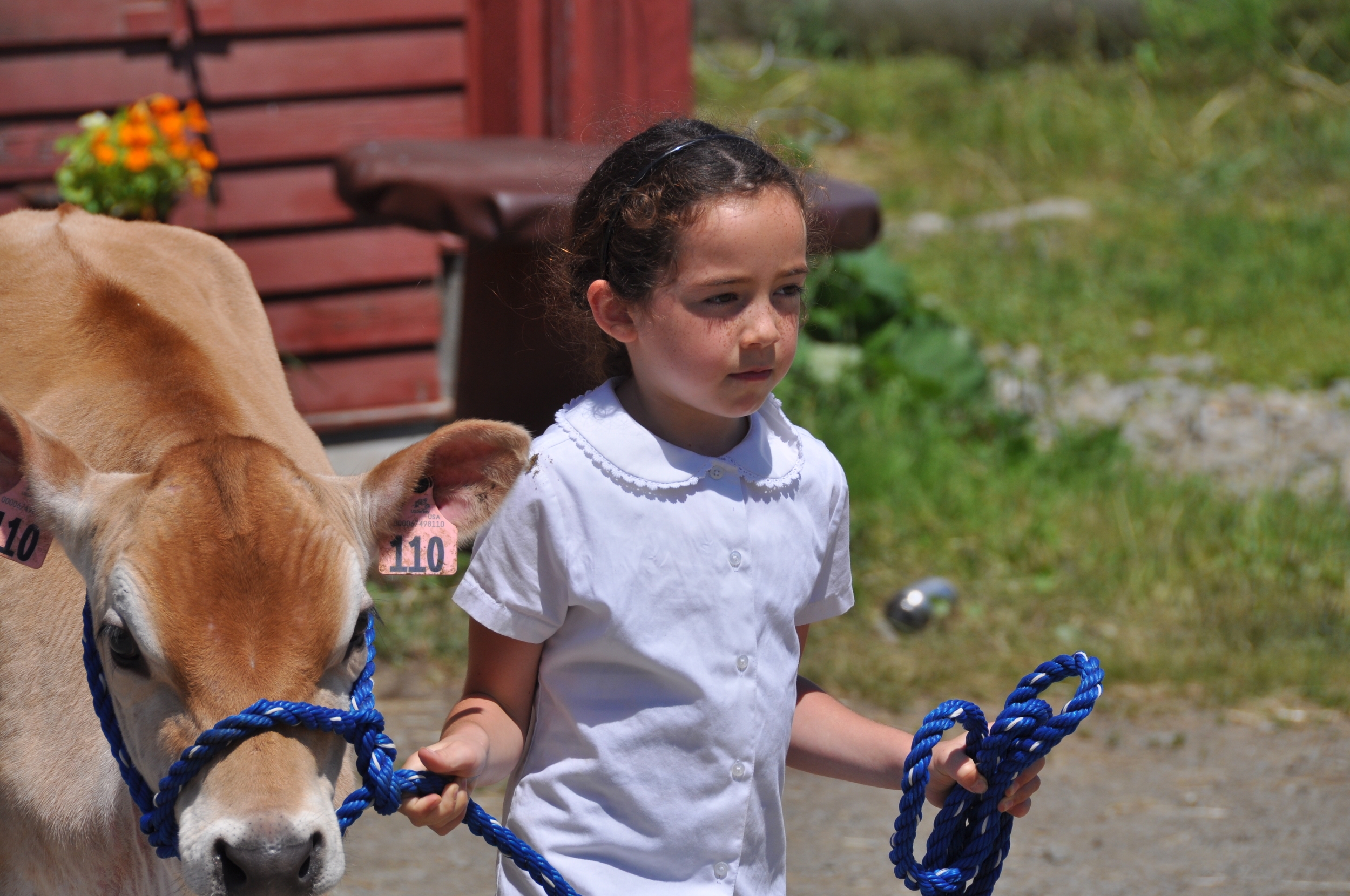 Practicing for 4H