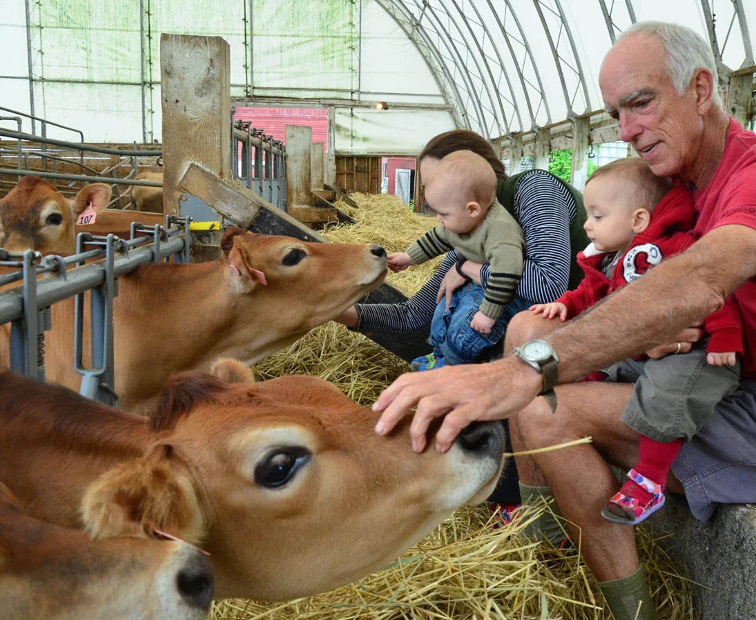 cows_1443 copy copy.jpg