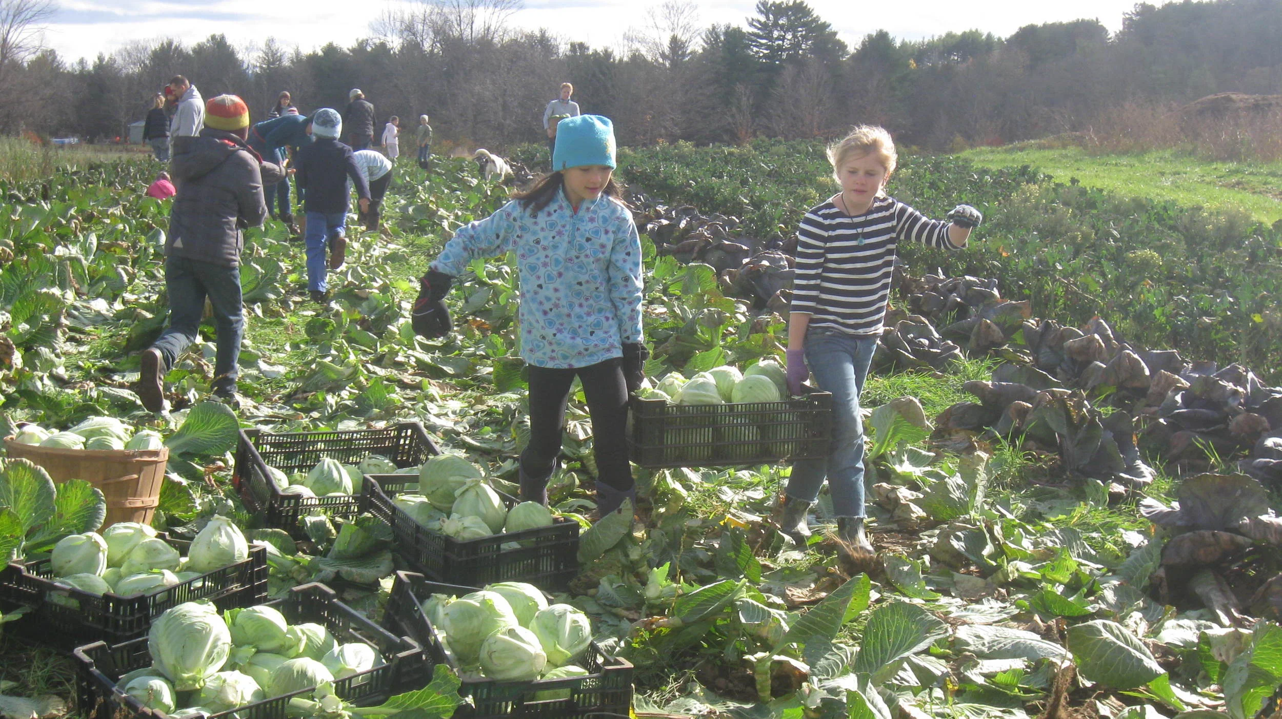 School groups helping on the farm