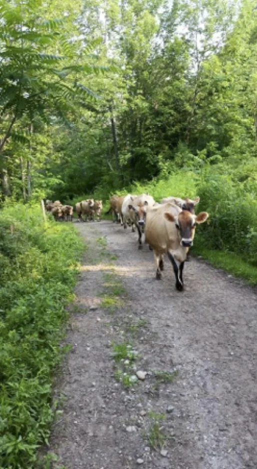 Protecting Soil and Water