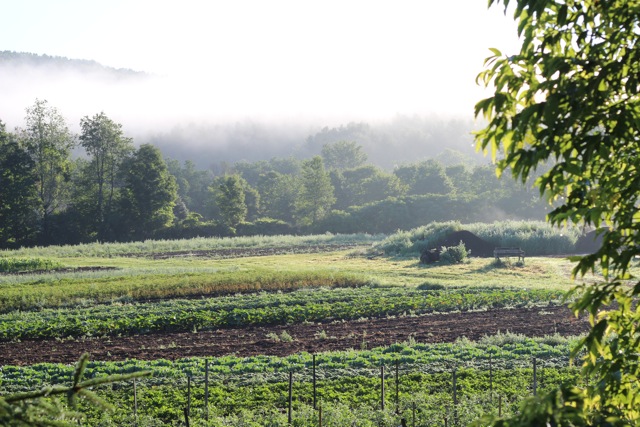 Looking north across the market garden. Photo by Jenna Rice.