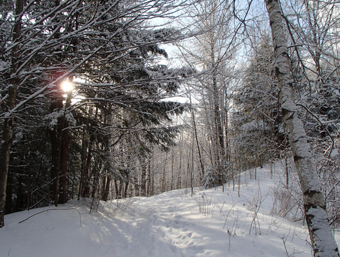 Winter woods karyn.png