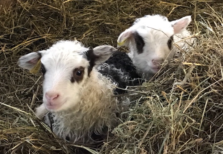 first lambs.jpg