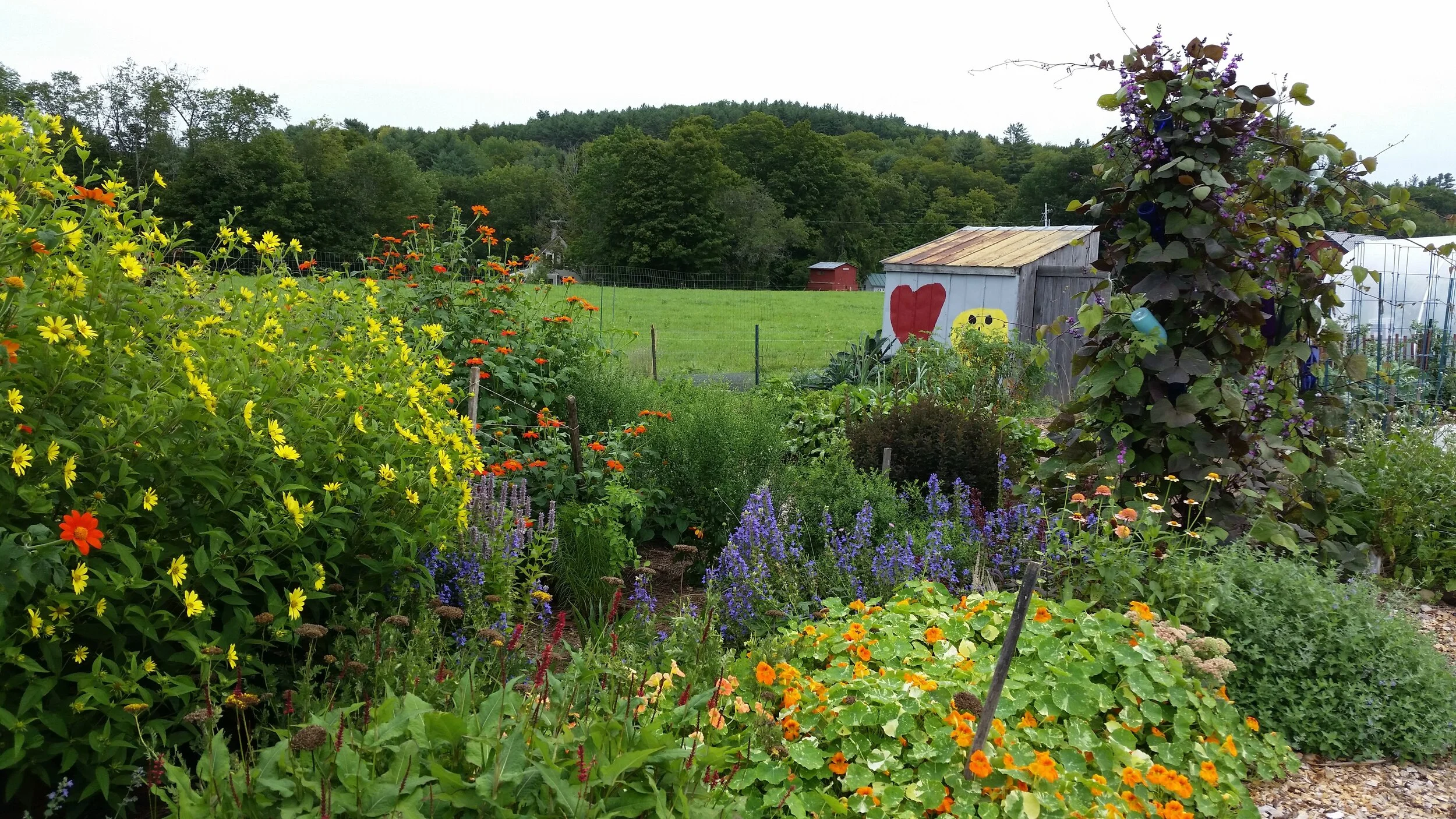 garden.jpg