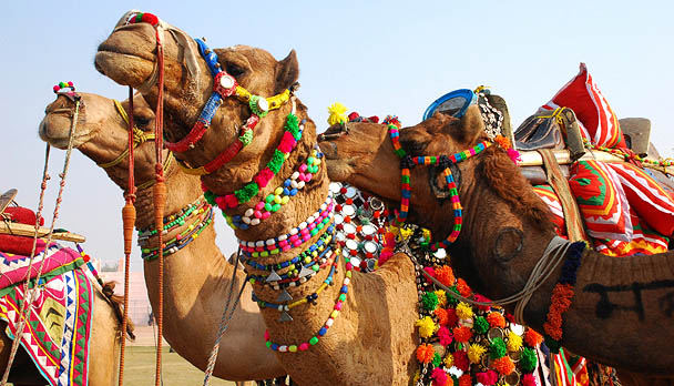 CAMEL-FESTIVAL-OF-RAJASTHAN.jpg