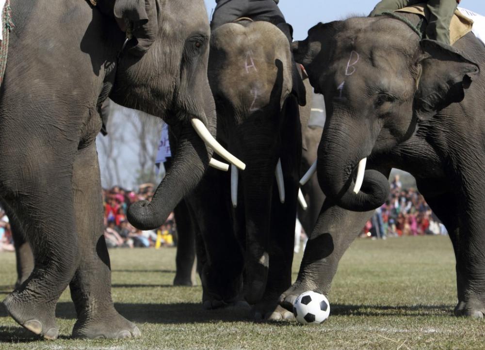 ElephantSoccer.jpg