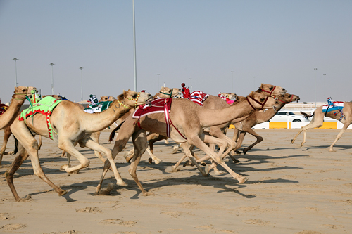 racing-camels-bsp-29343083-500x333.jpg