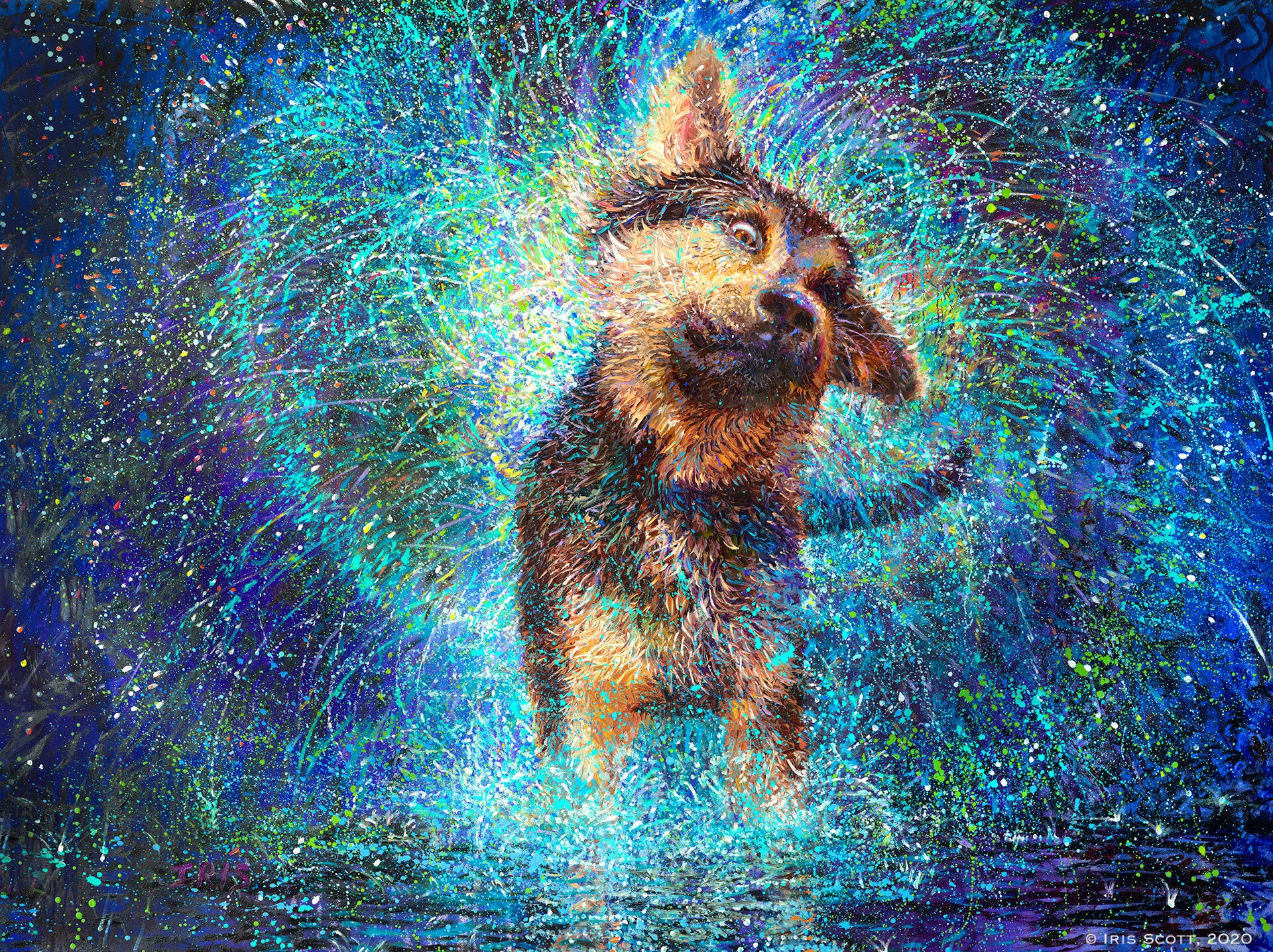 fwacc petsmart alliance adoption center