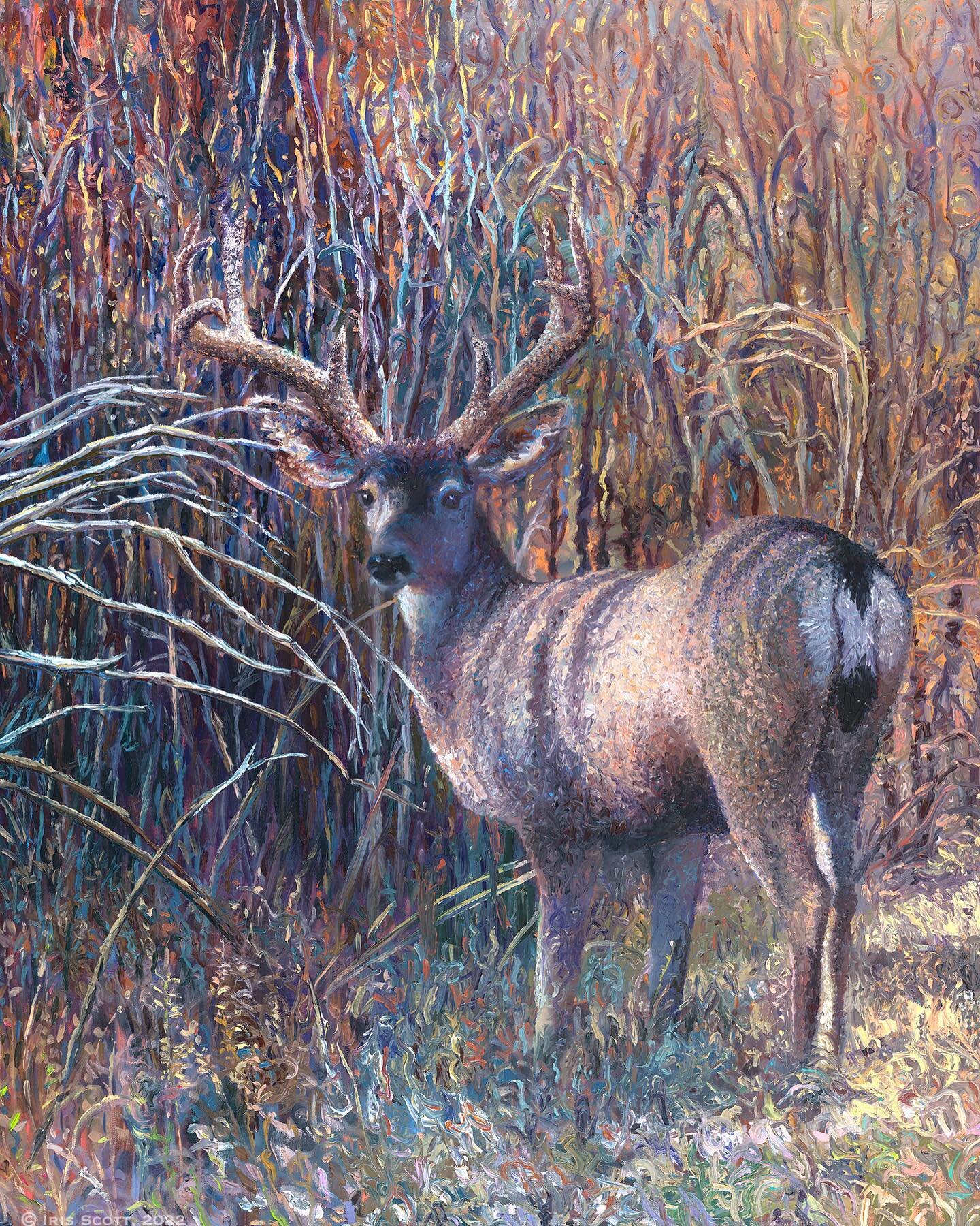 New! Original sold. 60x48 inch. #MuleDeer special thanks to @adelmanfineart 

Fingerpainted @holbeinoils on a @masterpiececanvas 

Native to New Mexico I&rsquo;m very lucky to see these creatures bounding around the sage bush as if they&rsquo;re spri