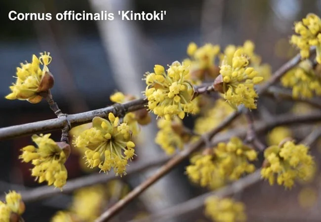 cornus_mas_blossom.jpg