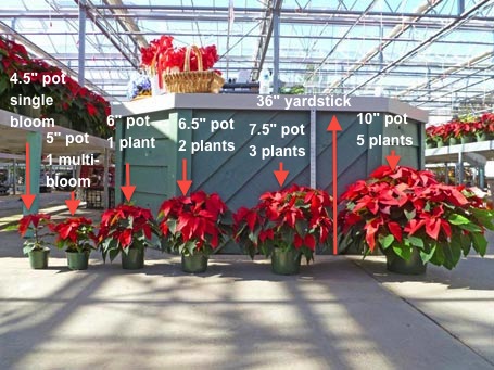 poinsettia sizes #1.jpg