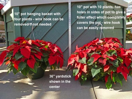 PoinsettiaSizes_2_455.jpg